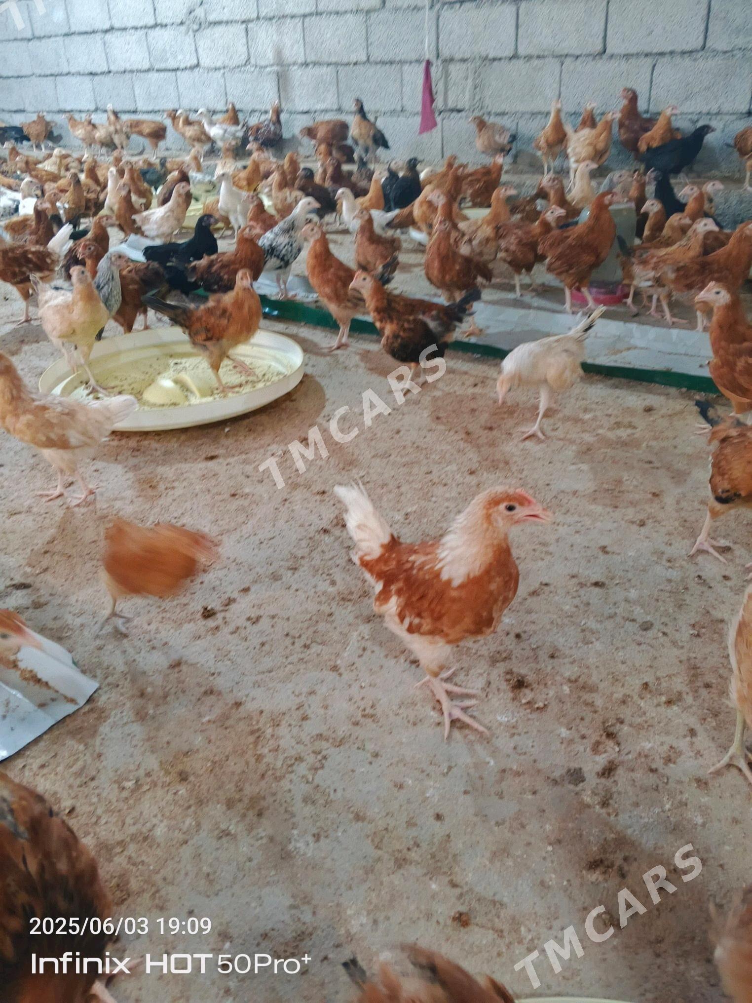 Juyje elin - Aşgabat - img 2