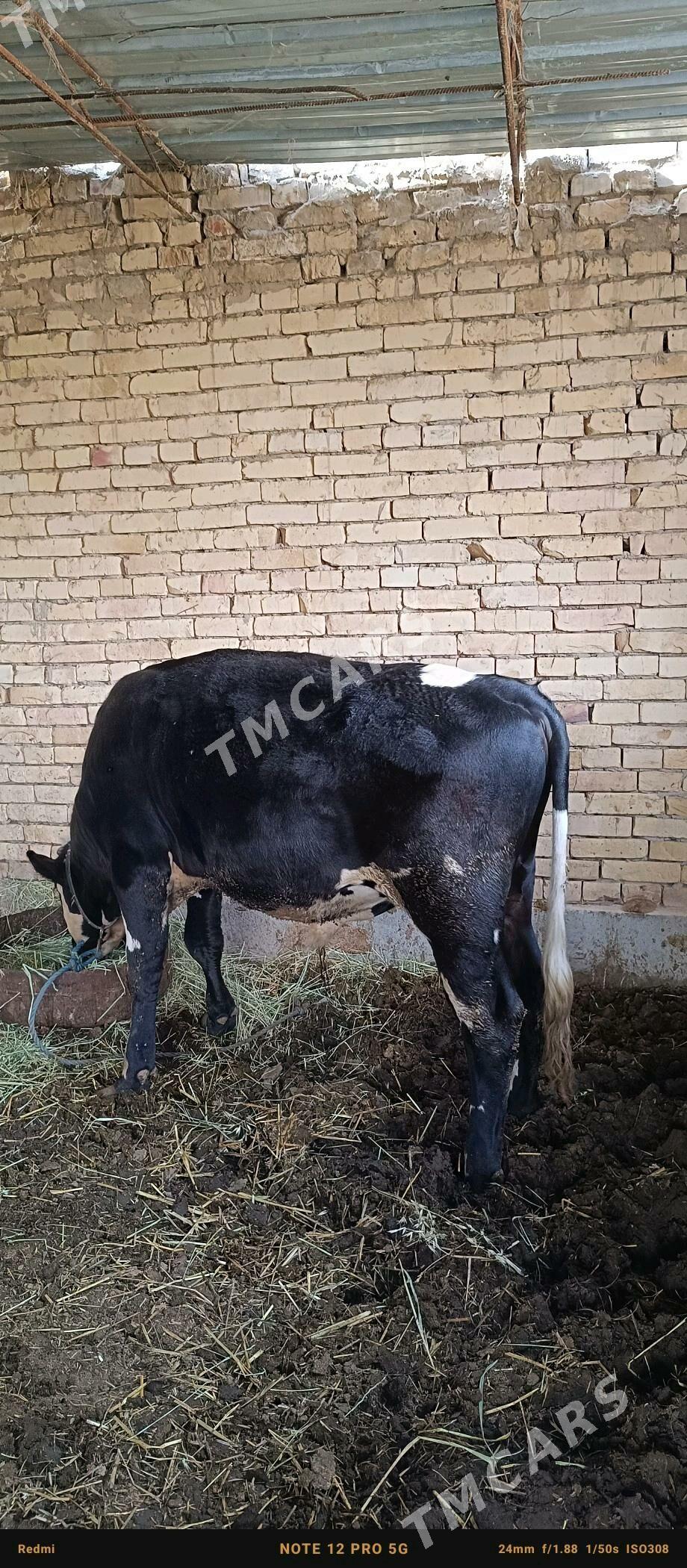 5 sany öküz - Türkmenabat - img 5