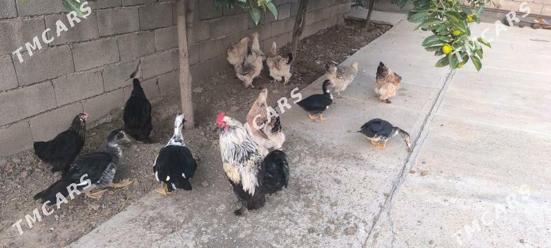 BALGAR TOWUK HORAZ - Bagyr - img 3