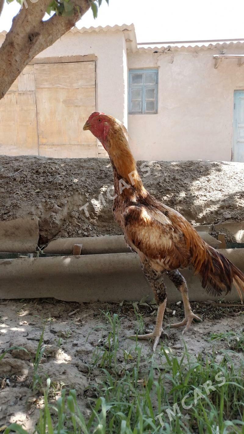 horaz - Daşoguz - img 2