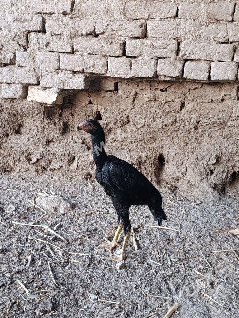 kokan - Şabat etr. - img 2