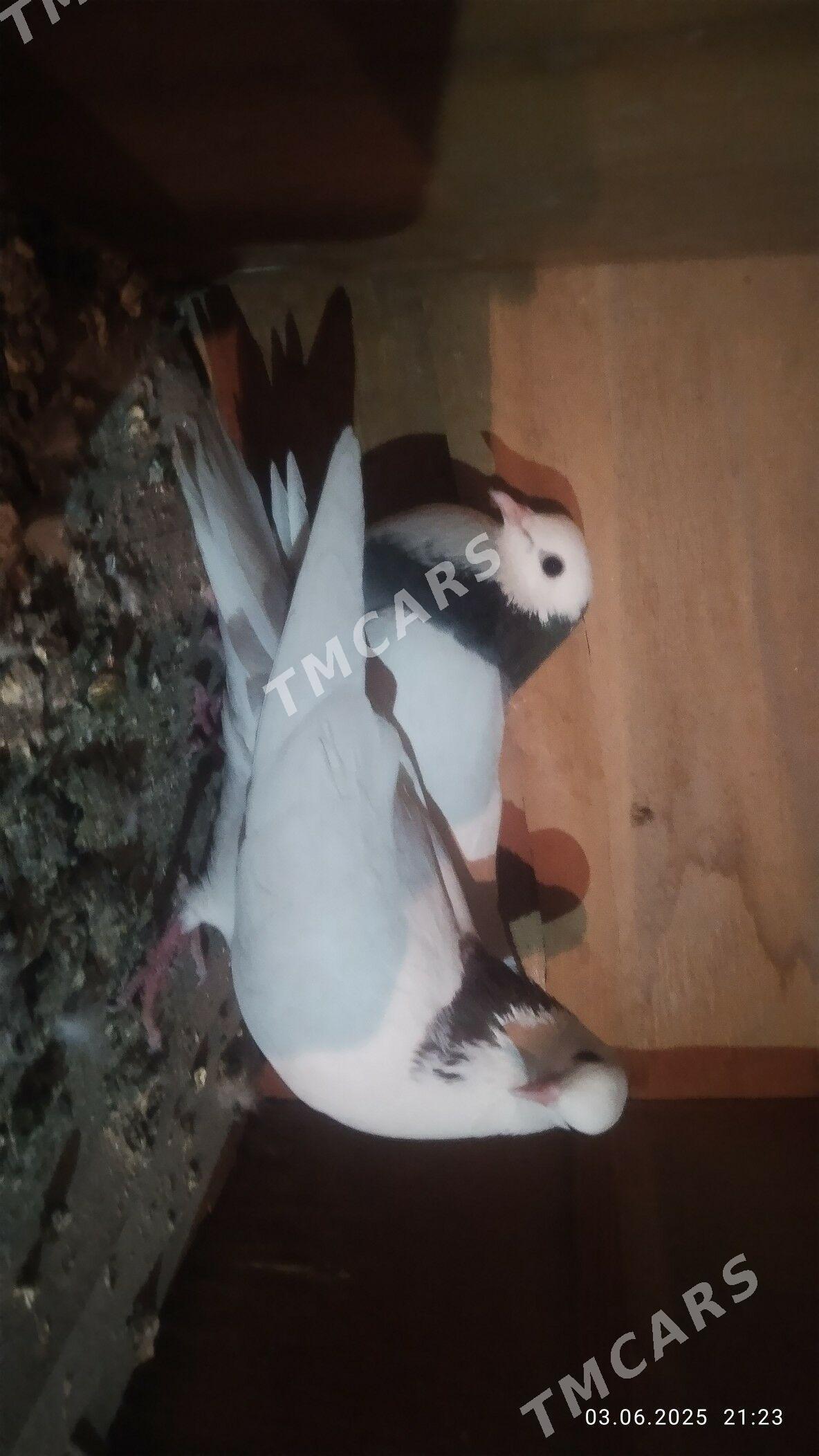 Kepderi - Ak bugdaý etraby - img 2