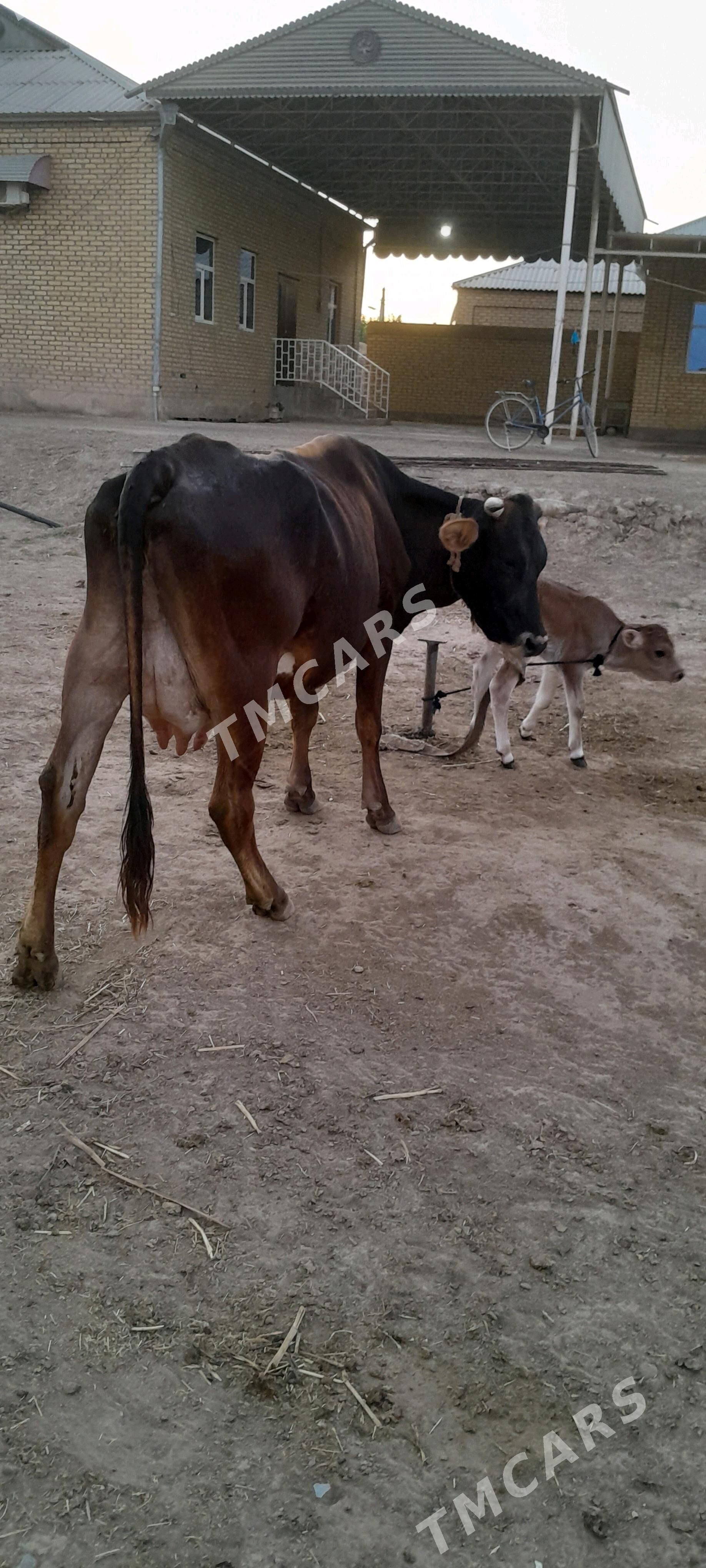 góleli - Wekilbazar - img 3