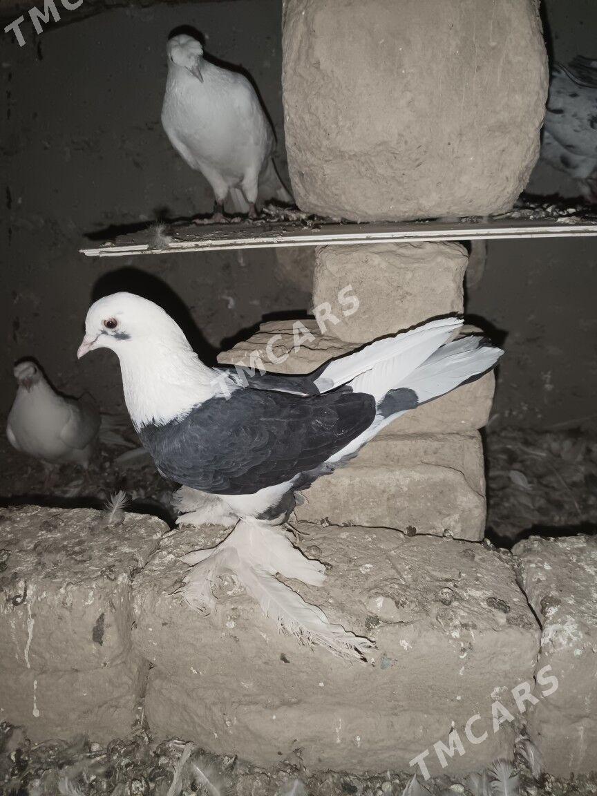 kepderi - Türkmenabat - img 3
