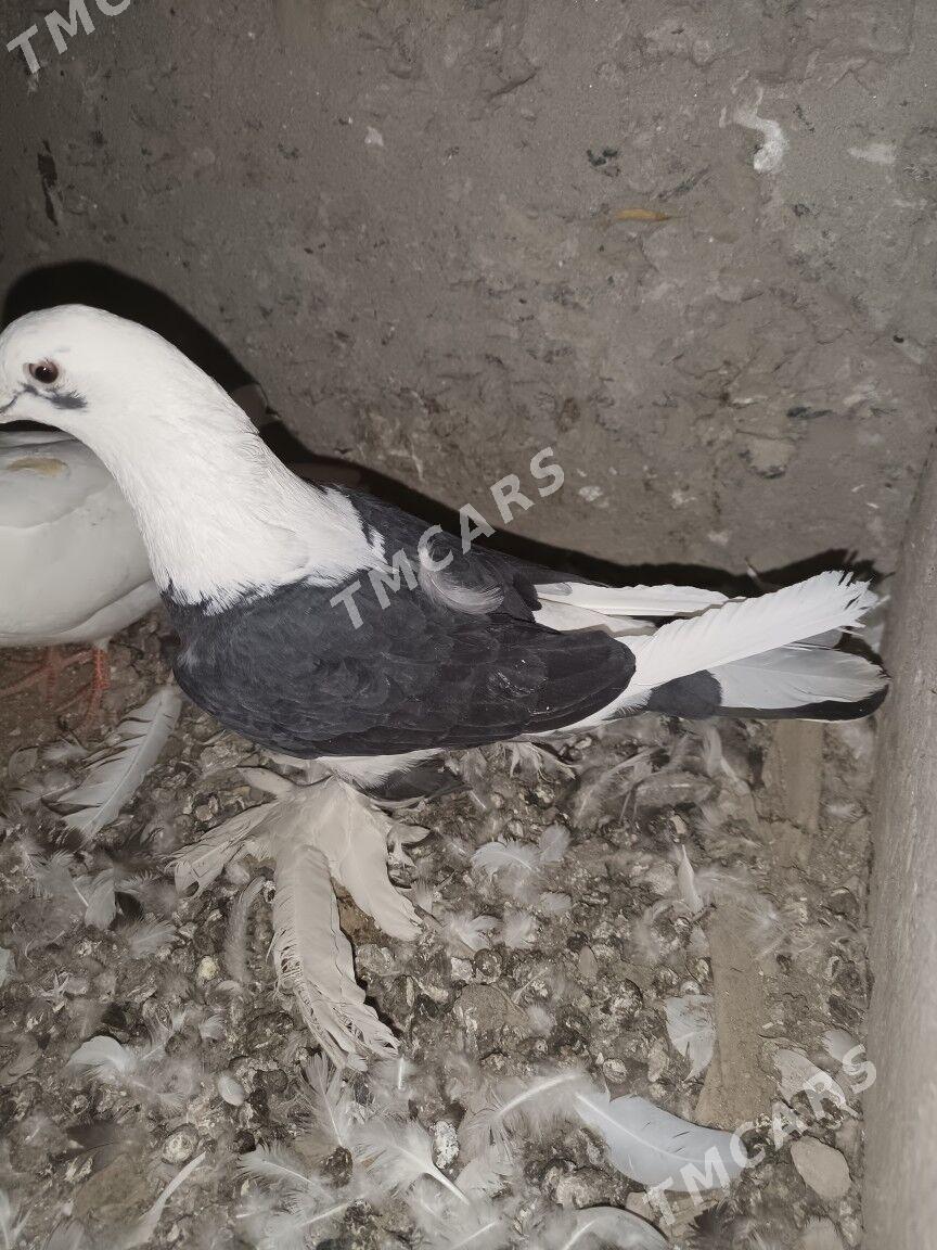 kepderi - Türkmenabat - img 2
