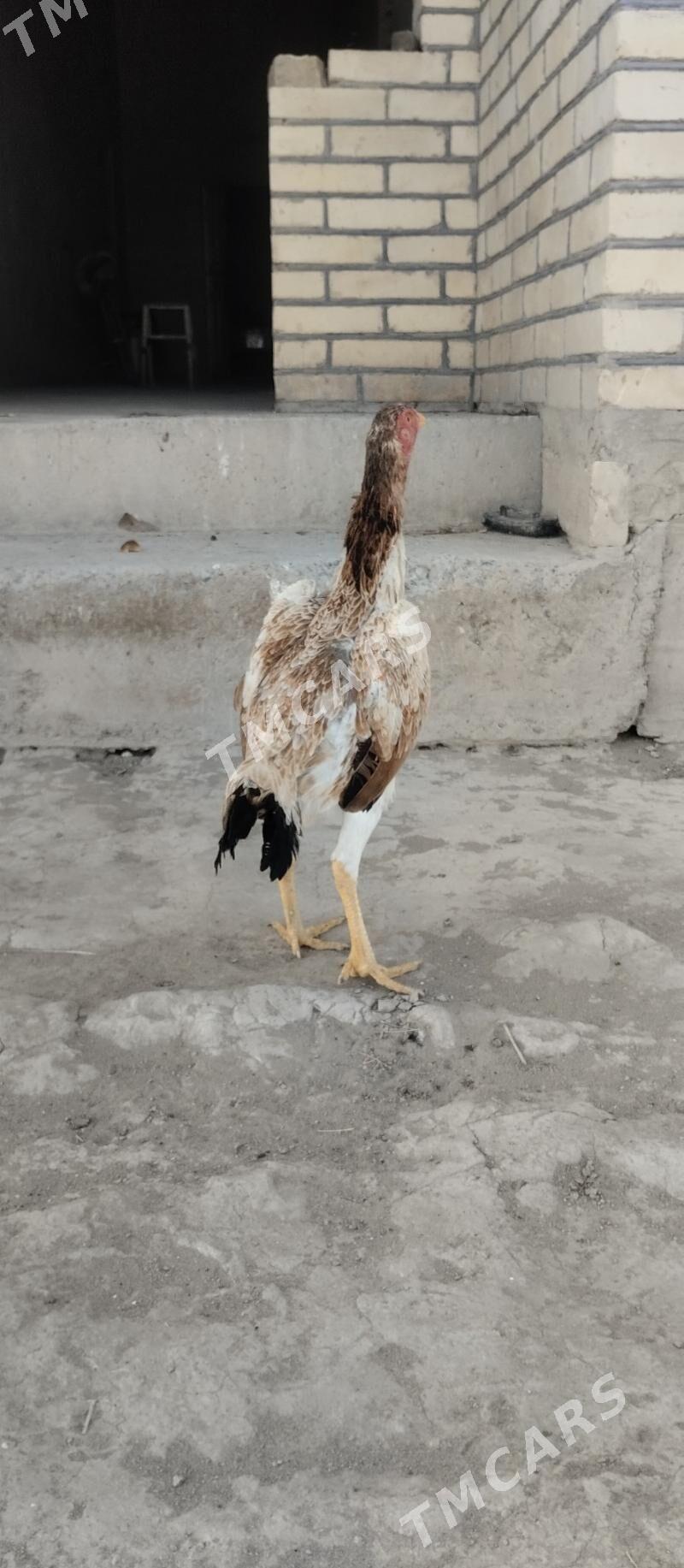 baysow towuk - Farap - img 2
