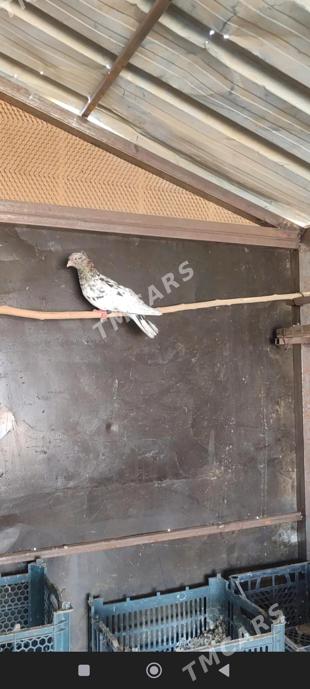 kepderi - Wekilbazar - img 2