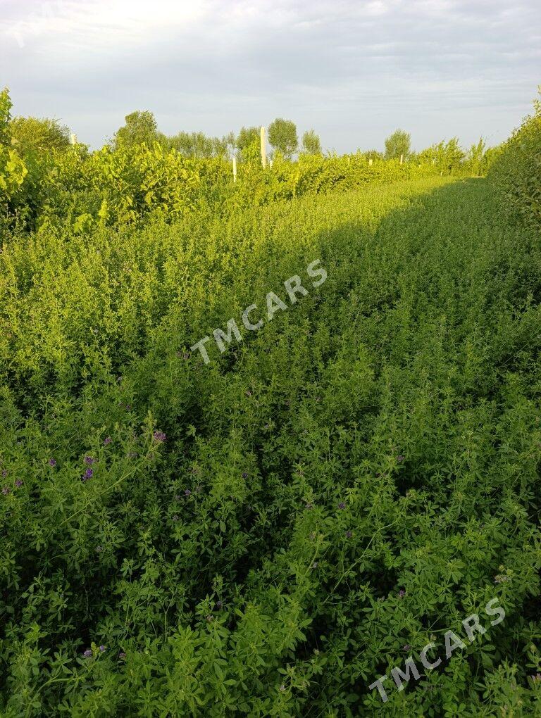 Bede kip - Сакар - img 2