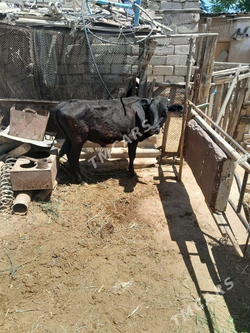 Õküz we tüwe - Köşi - img 2