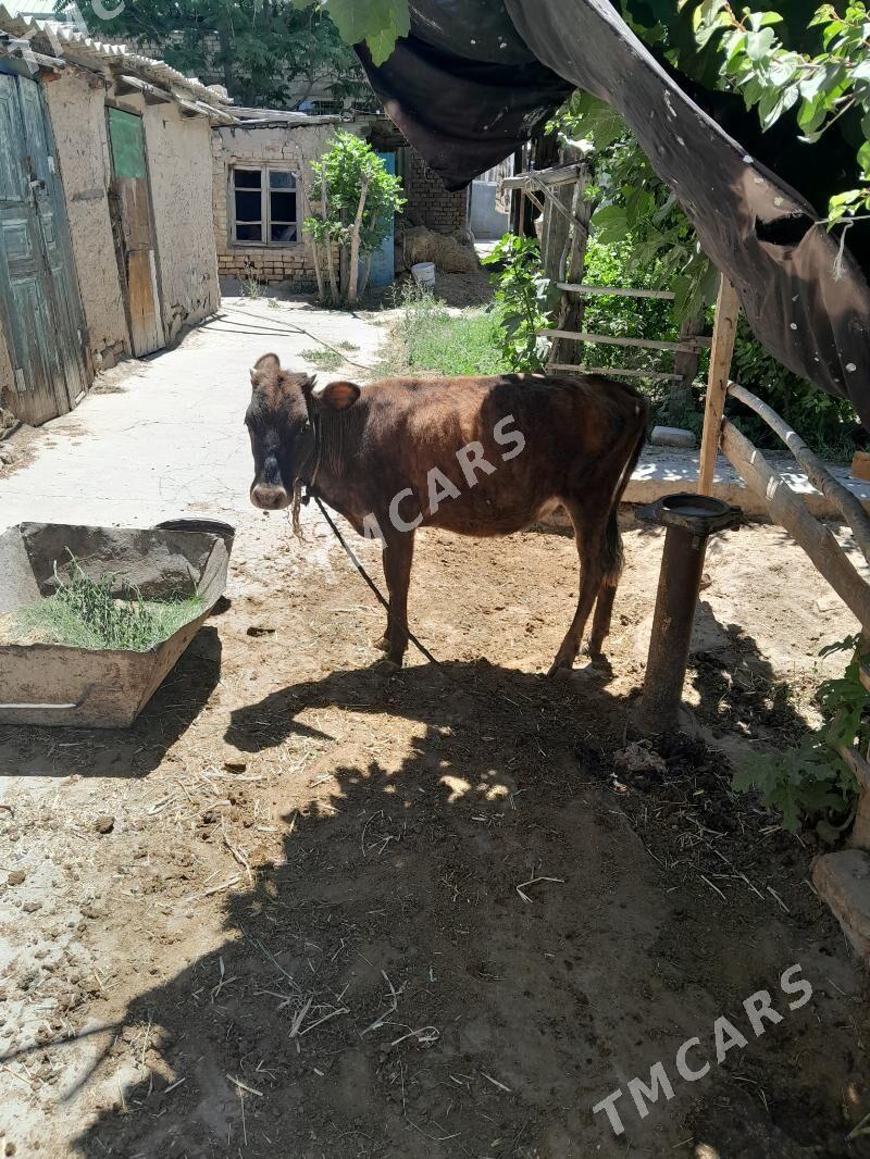Õküz we tüwe - Köşi - img 3