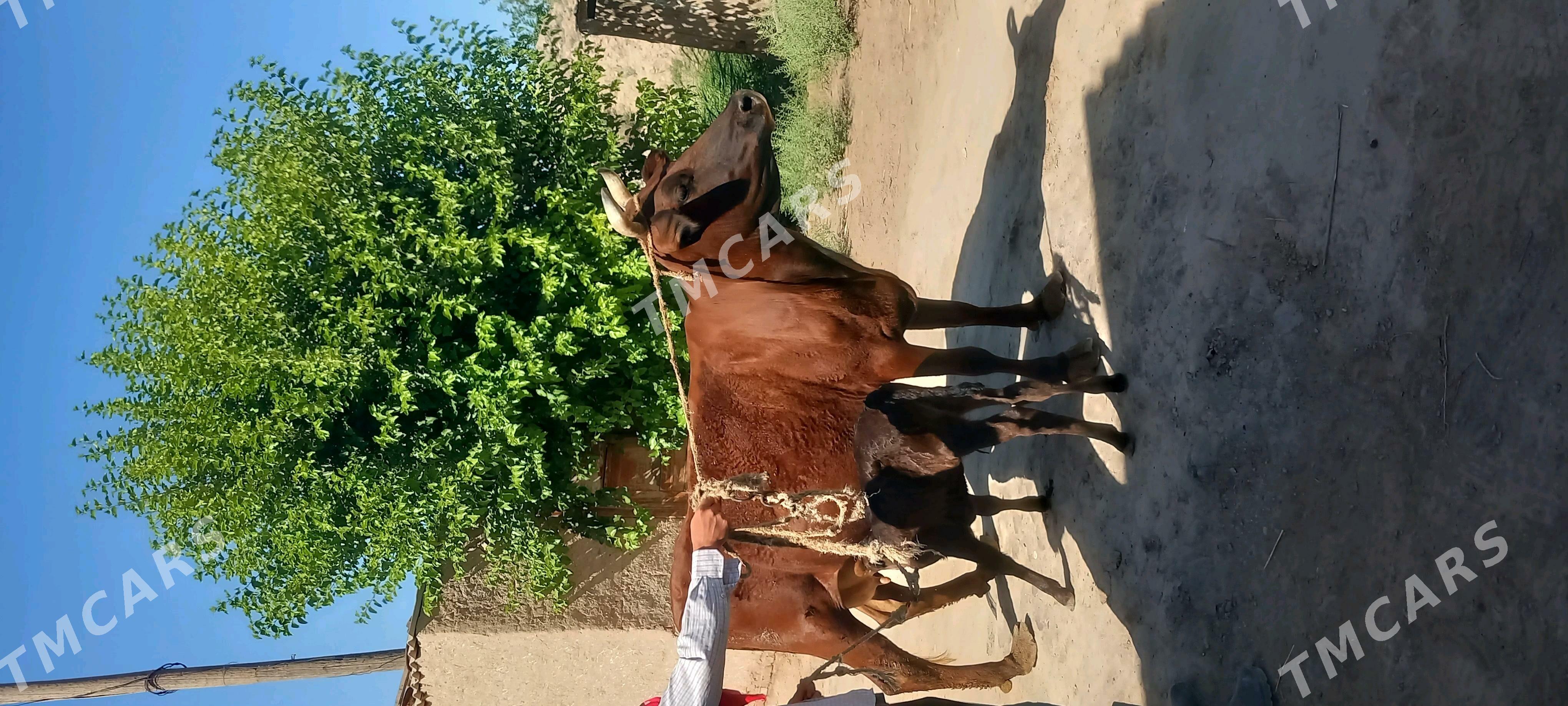 Saglyk sygyr - Çärjew - img 2