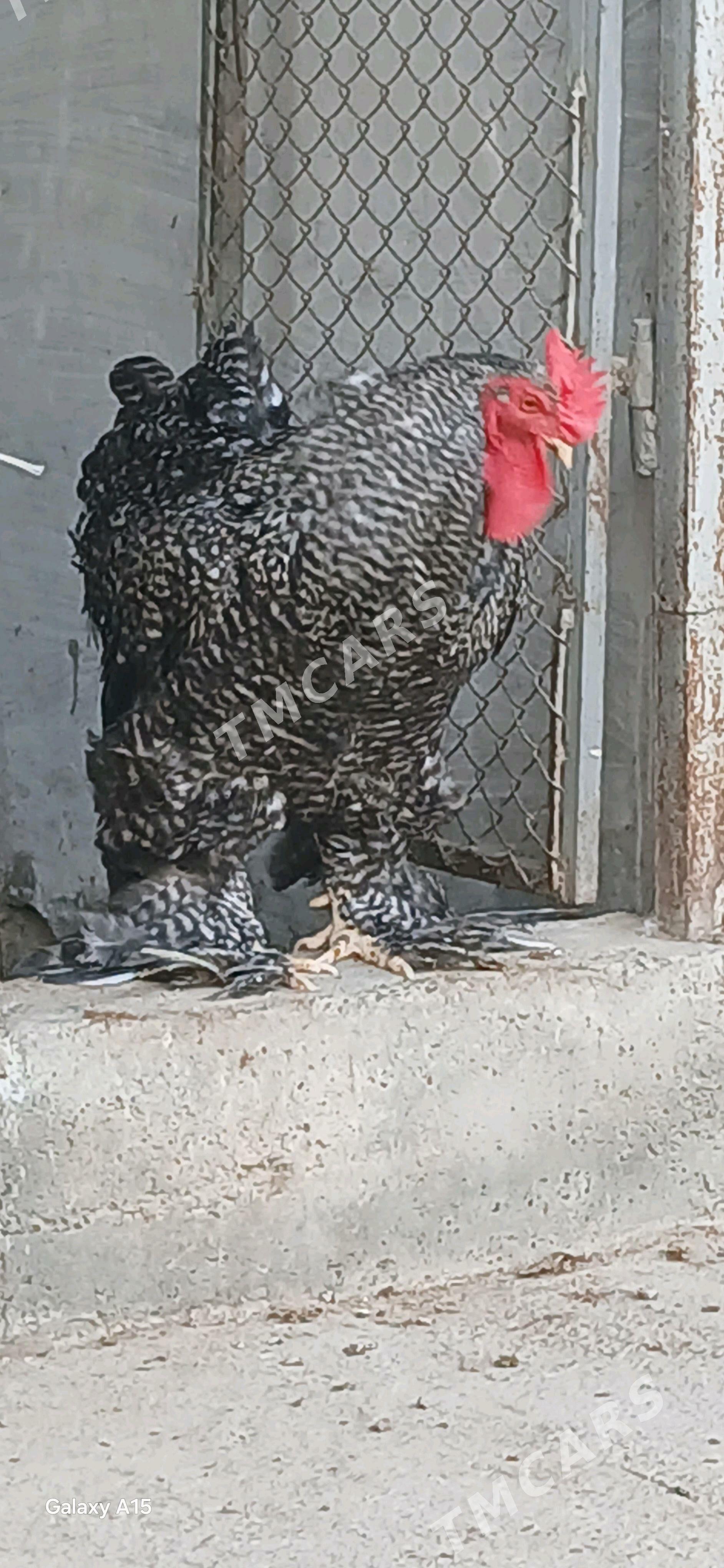 towuk kohin - Ak bugdaý etraby - img 2