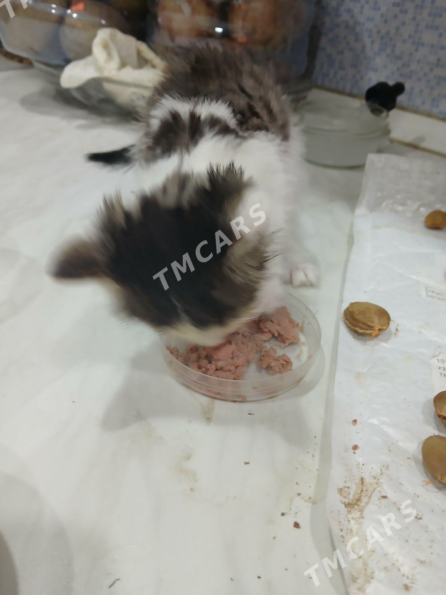 маленький котёнок мальчик сам - Aşgabat - img 2