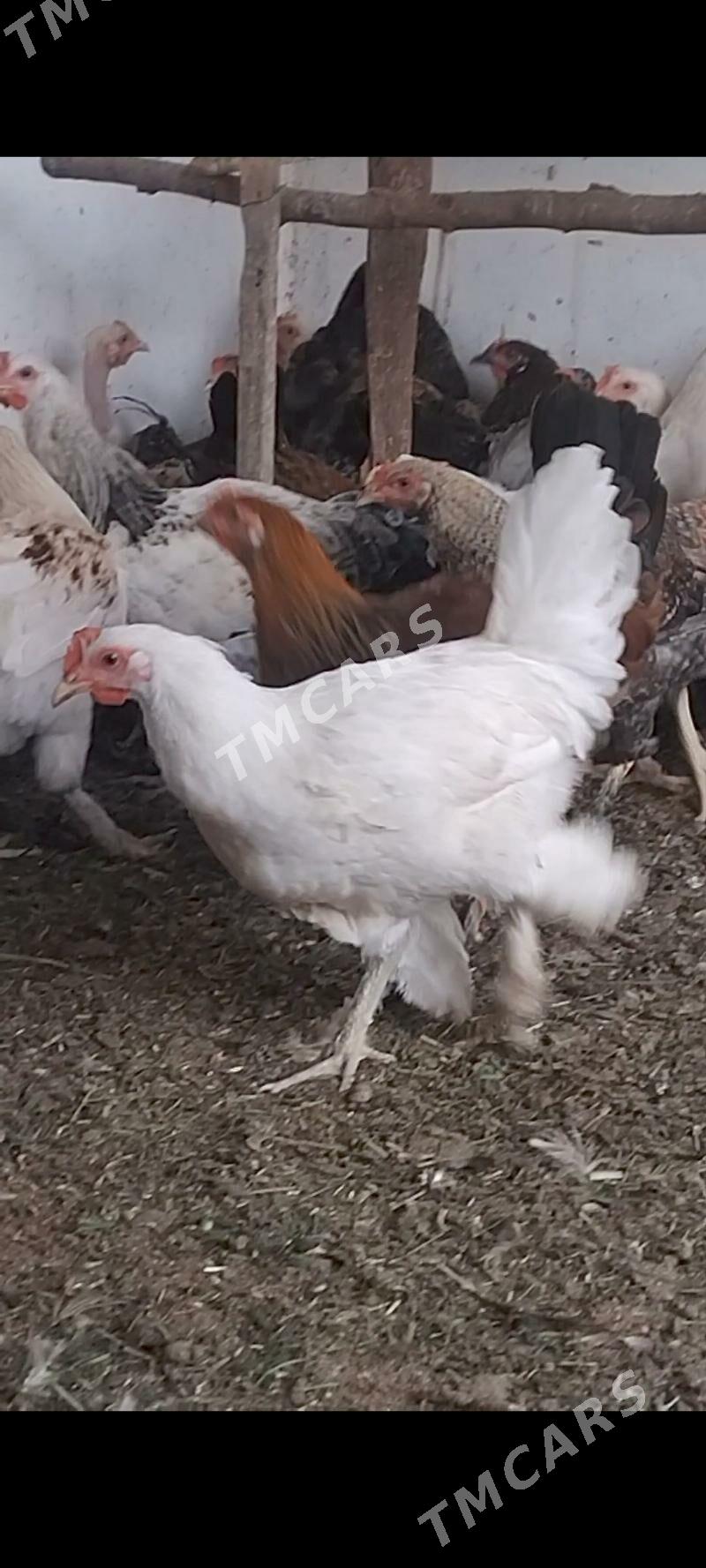horazlar - Türkmengala - img 3