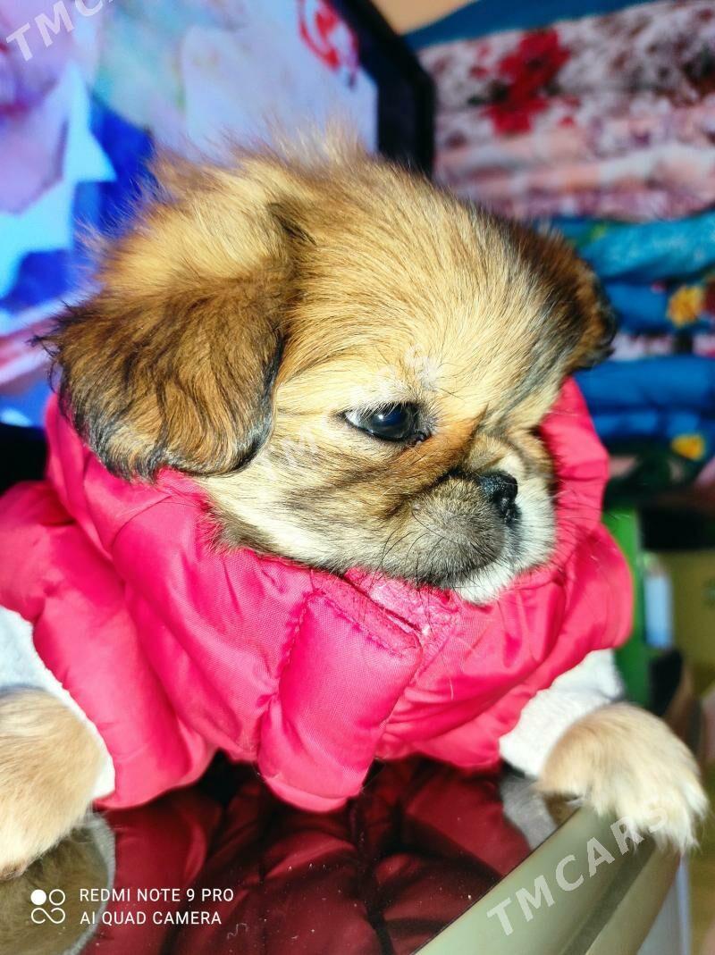 pekines - Мары - img 2