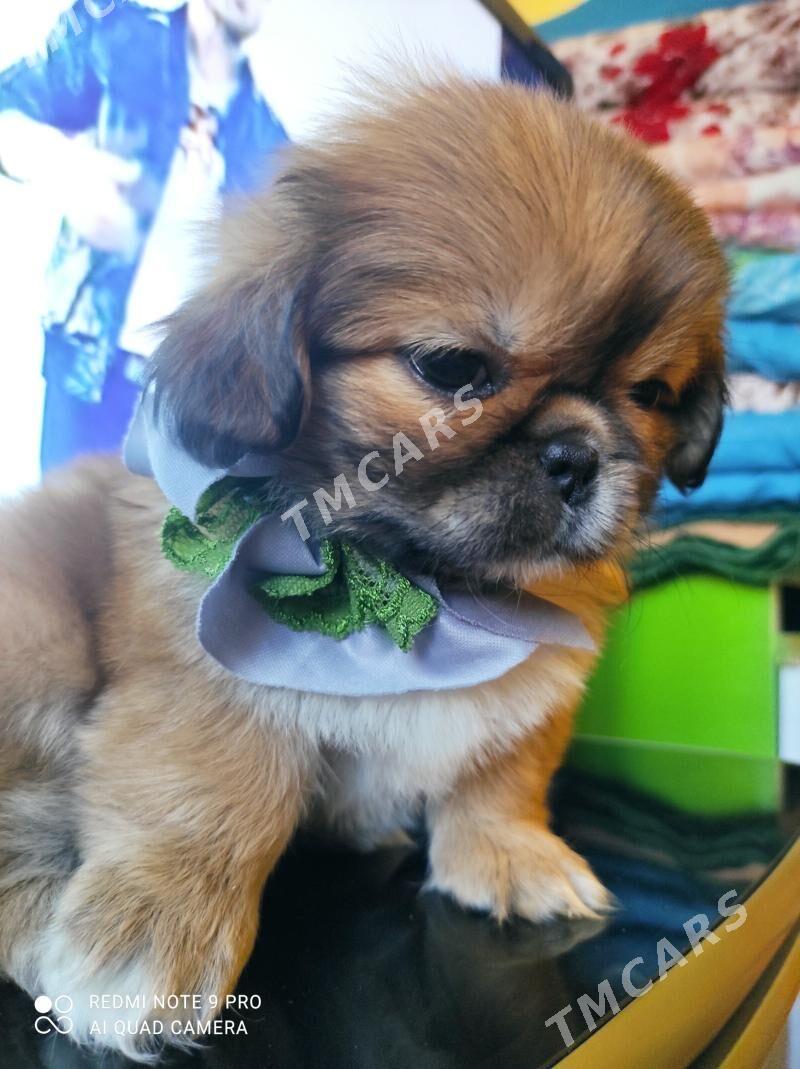pekines - Мары - img 4