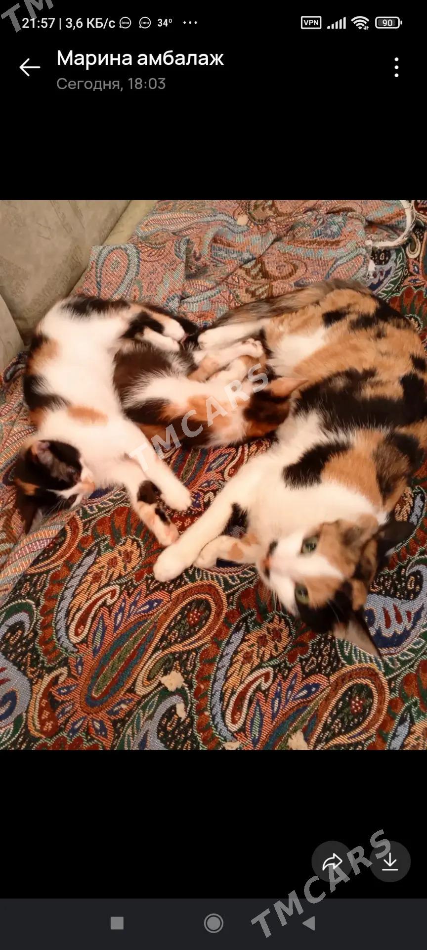 котята - Ашхабад - img 2