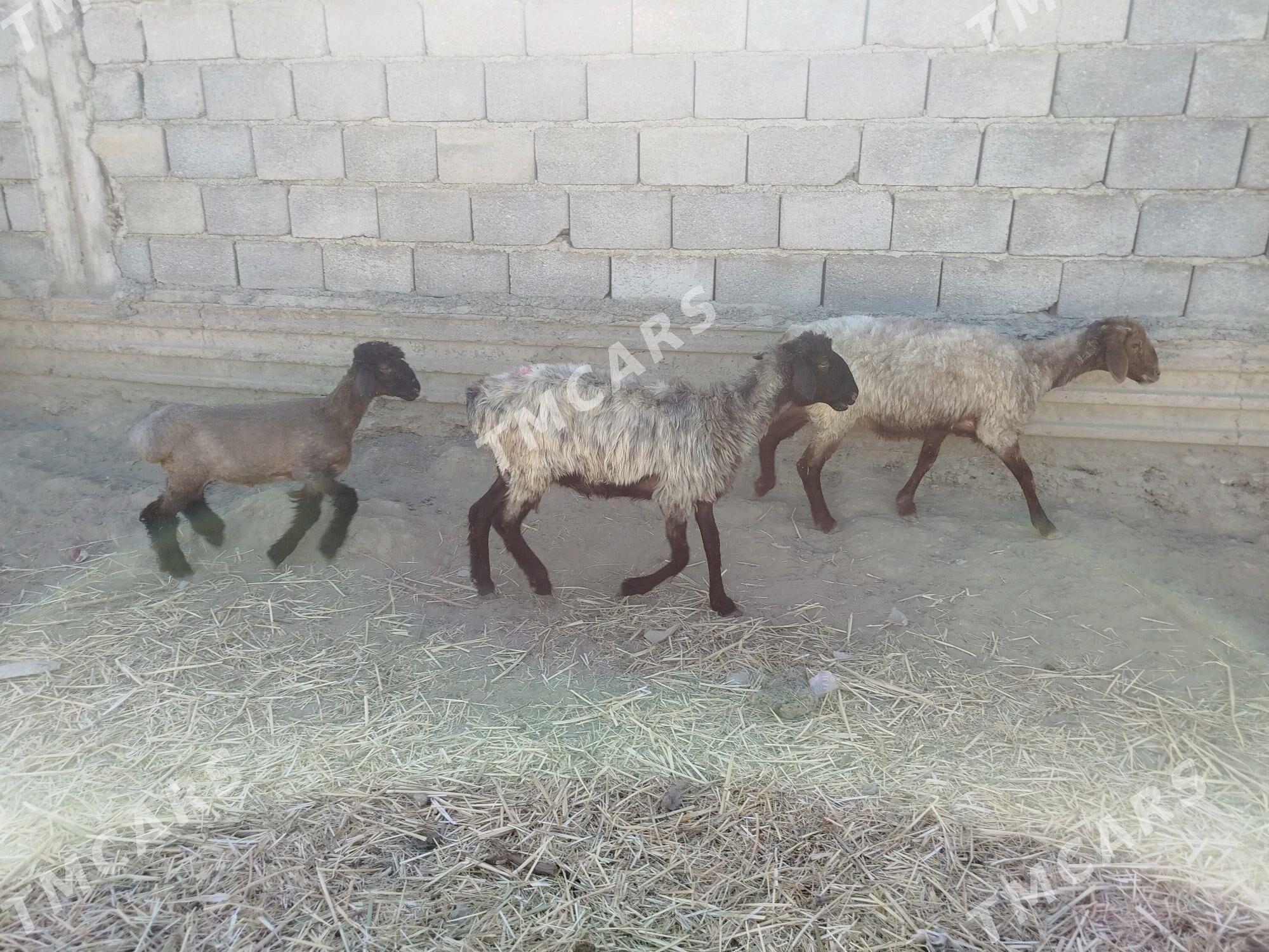 İşşek - Gökdepe - img 4