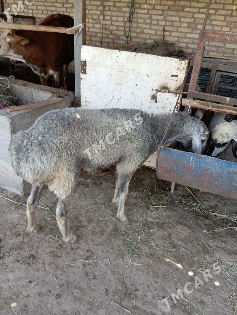 goyun - Çärjew - img 3