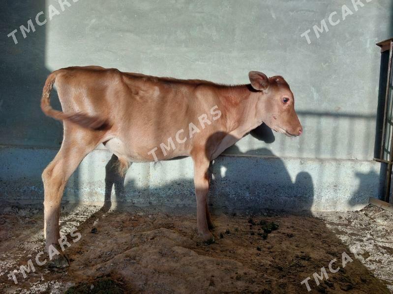 Göle - Сакарчага - img 2