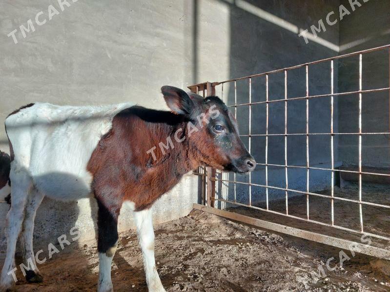 Göle - Сакарчага - img 4
