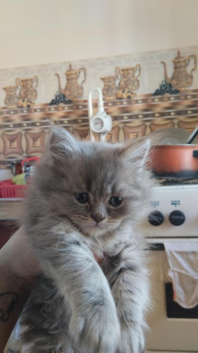 британские котята - Мары - img 2