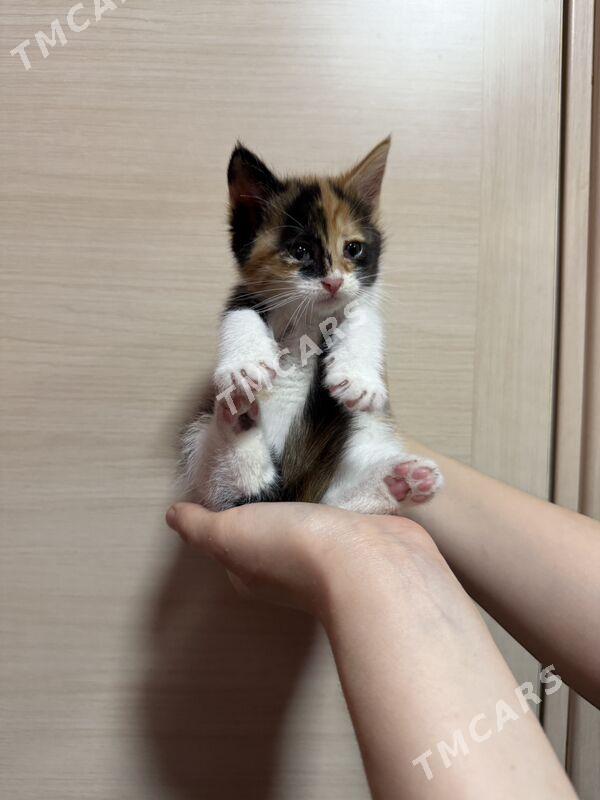 котенок - Aşgabat - img 4