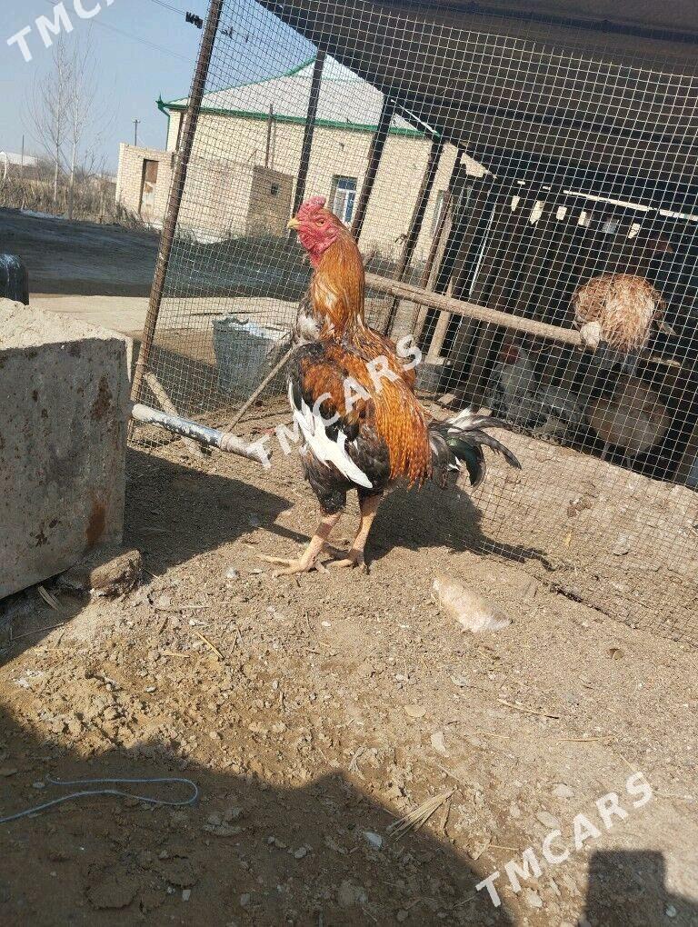 Horaz gyzyl özbek - Мары - img 5