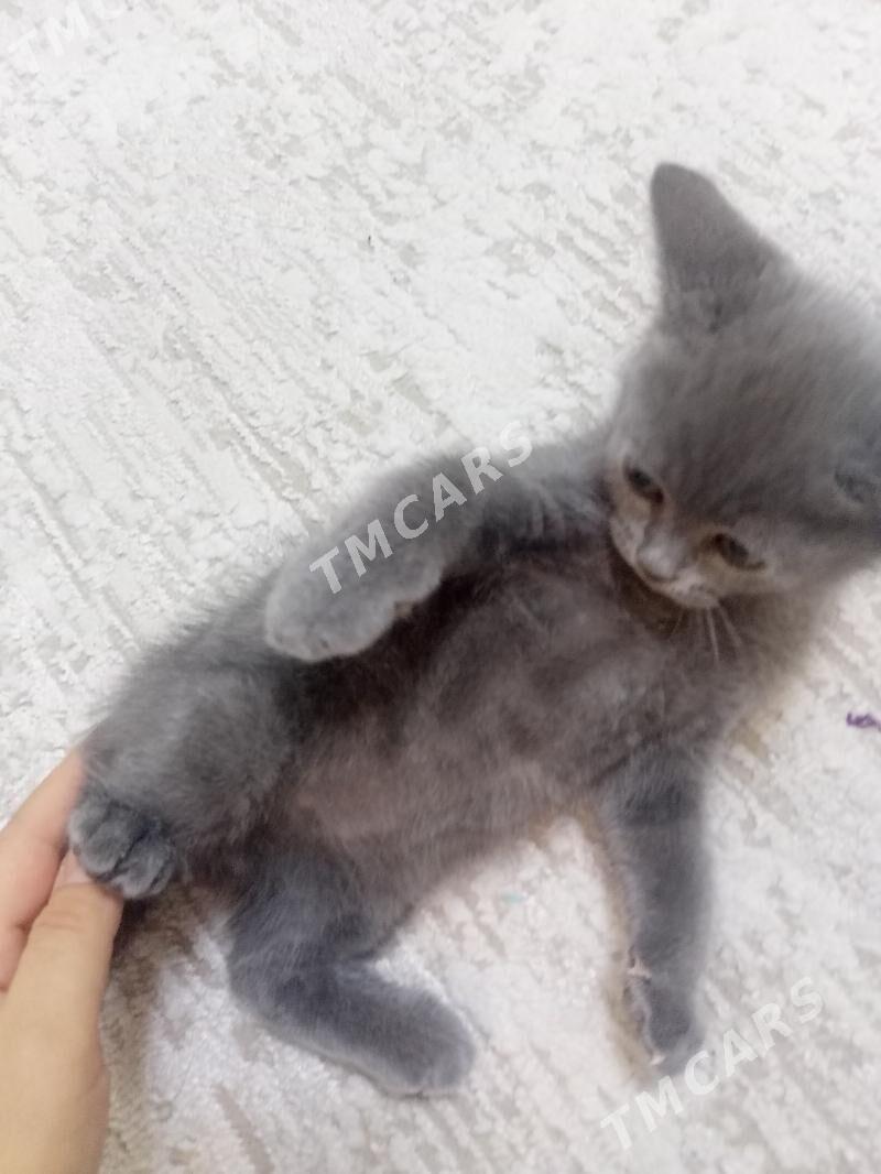 Котенок мальчик - Ашхабад - img 3