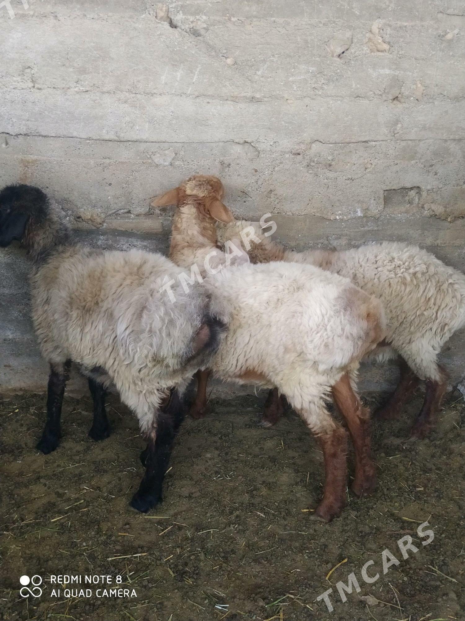 işşek - Gökdepe - img 1