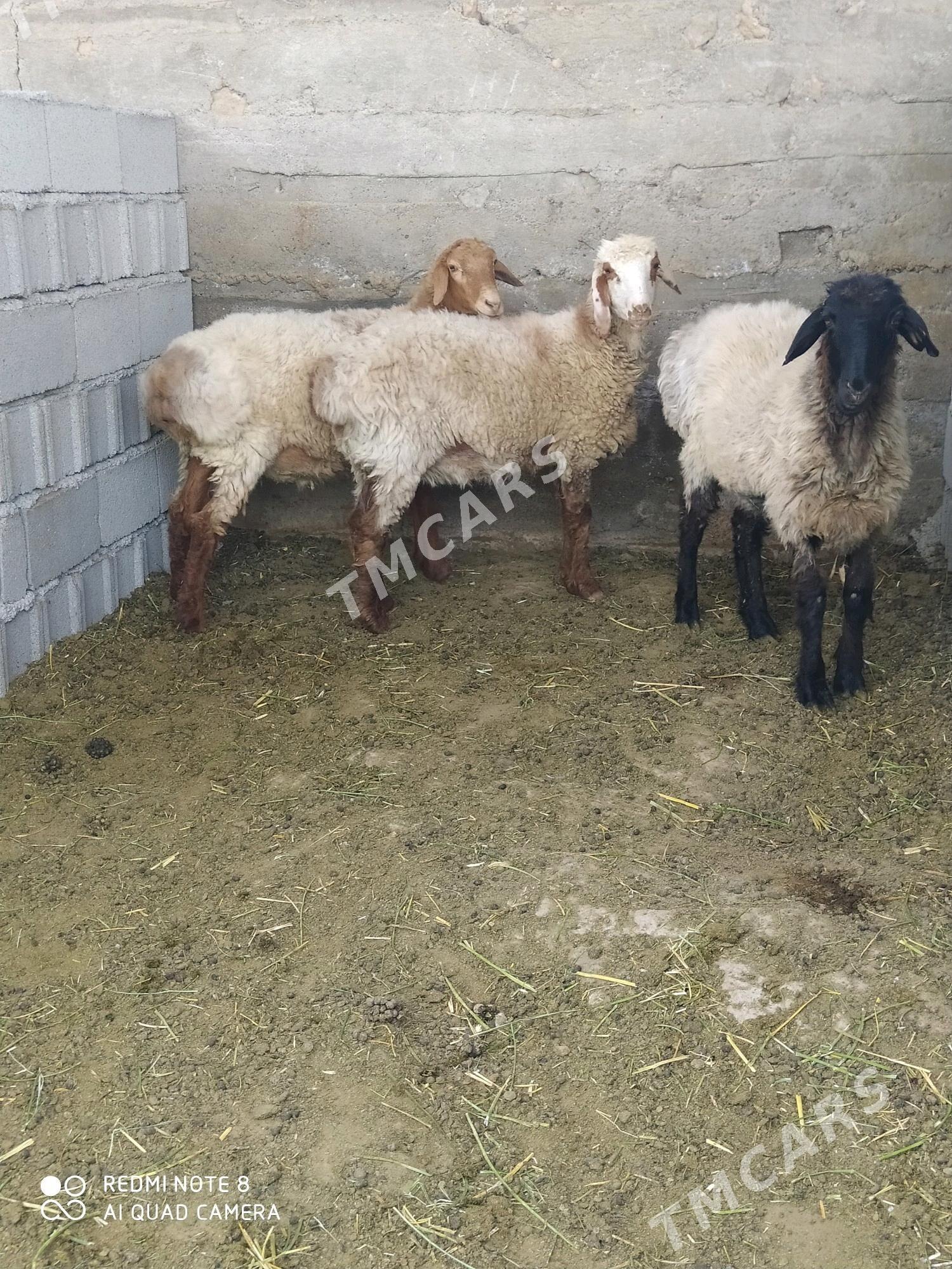 işşek - Gökdepe - img 3