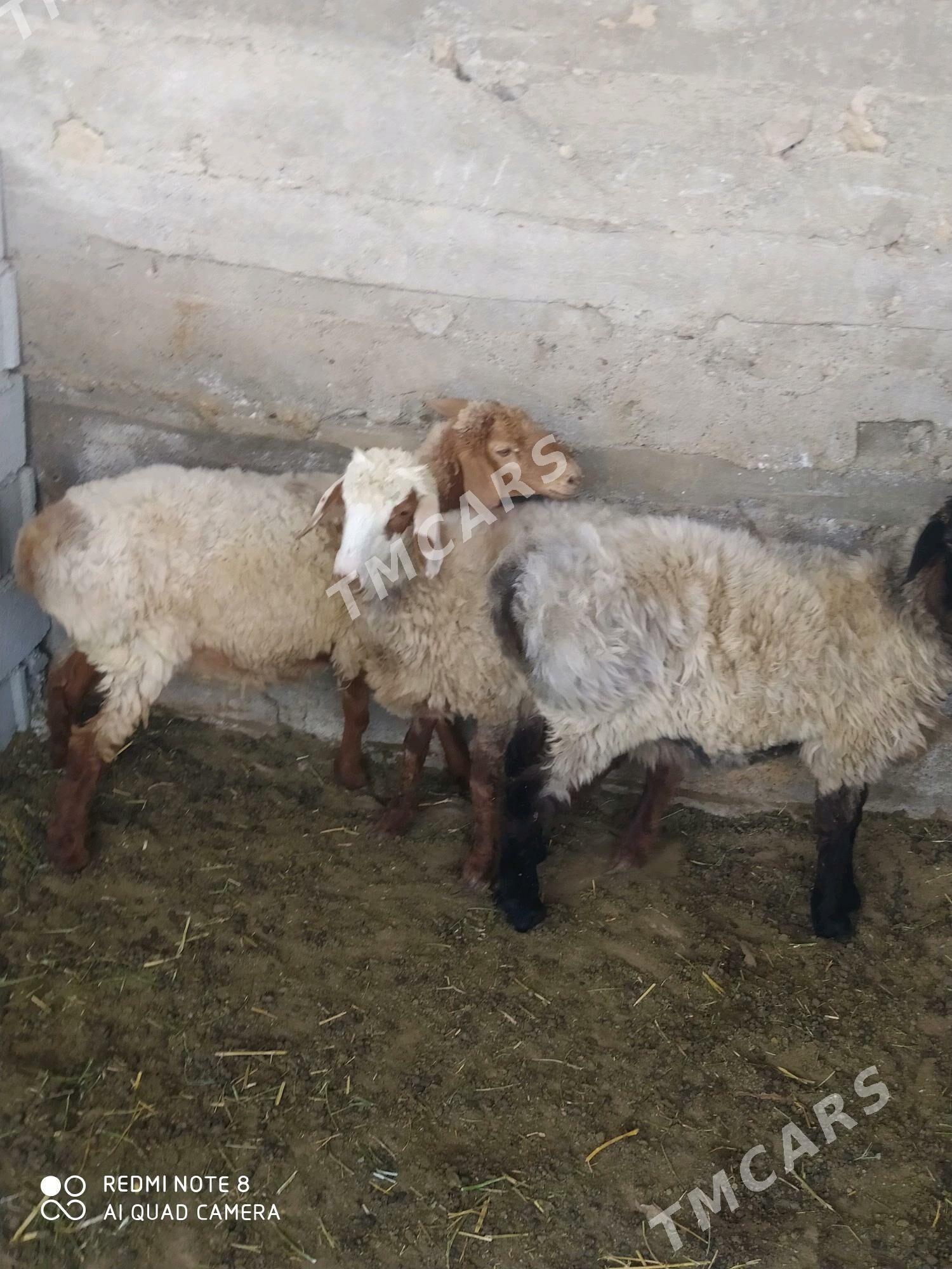 işşek - Gökdepe - img 2