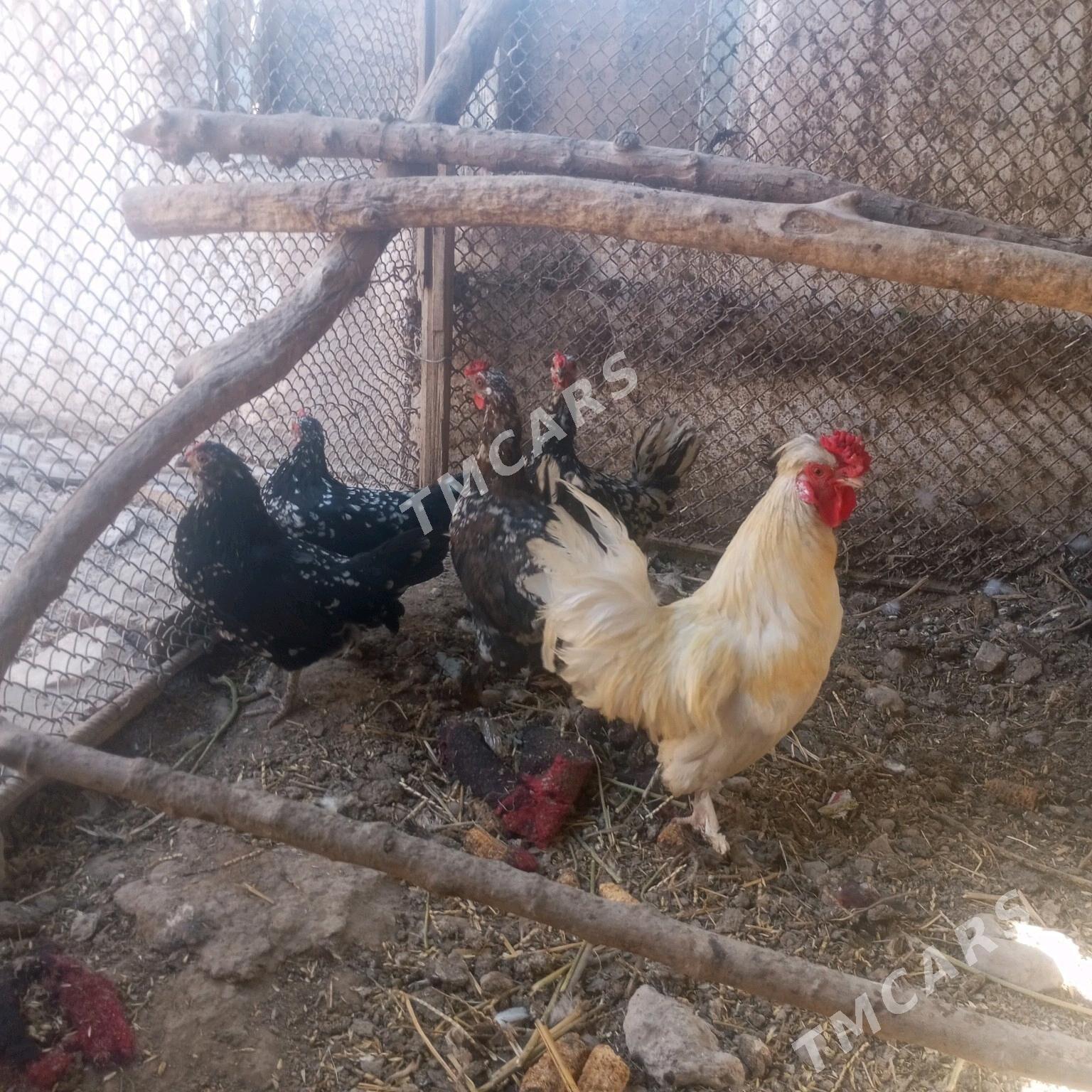 yaponcik - Çärjew - img 3