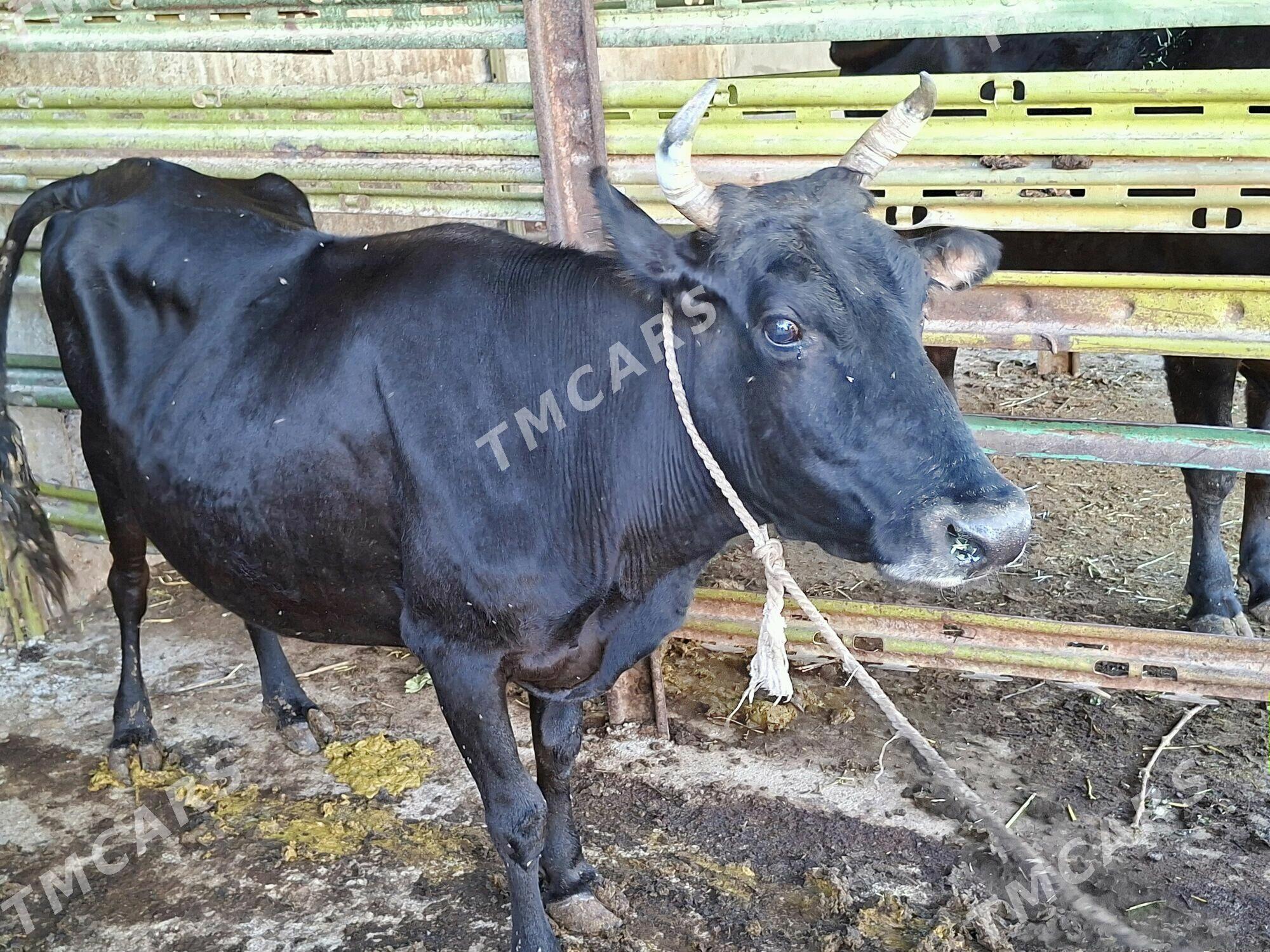 sygyr bakyly - Büzmeýin - img 3