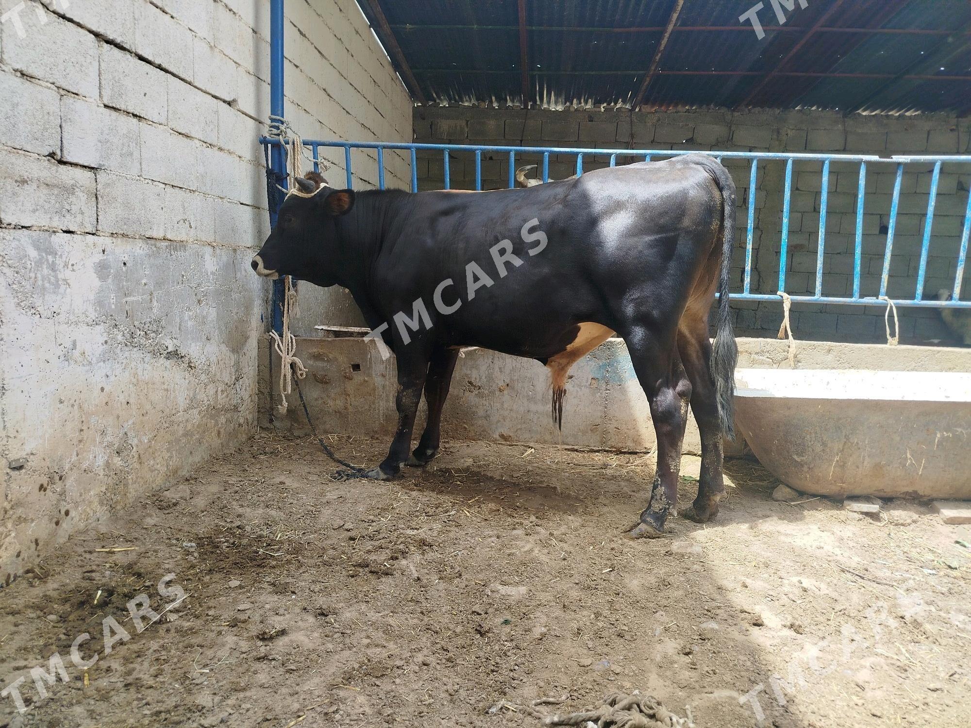 Bakylan okuz - Çoganly - img 2