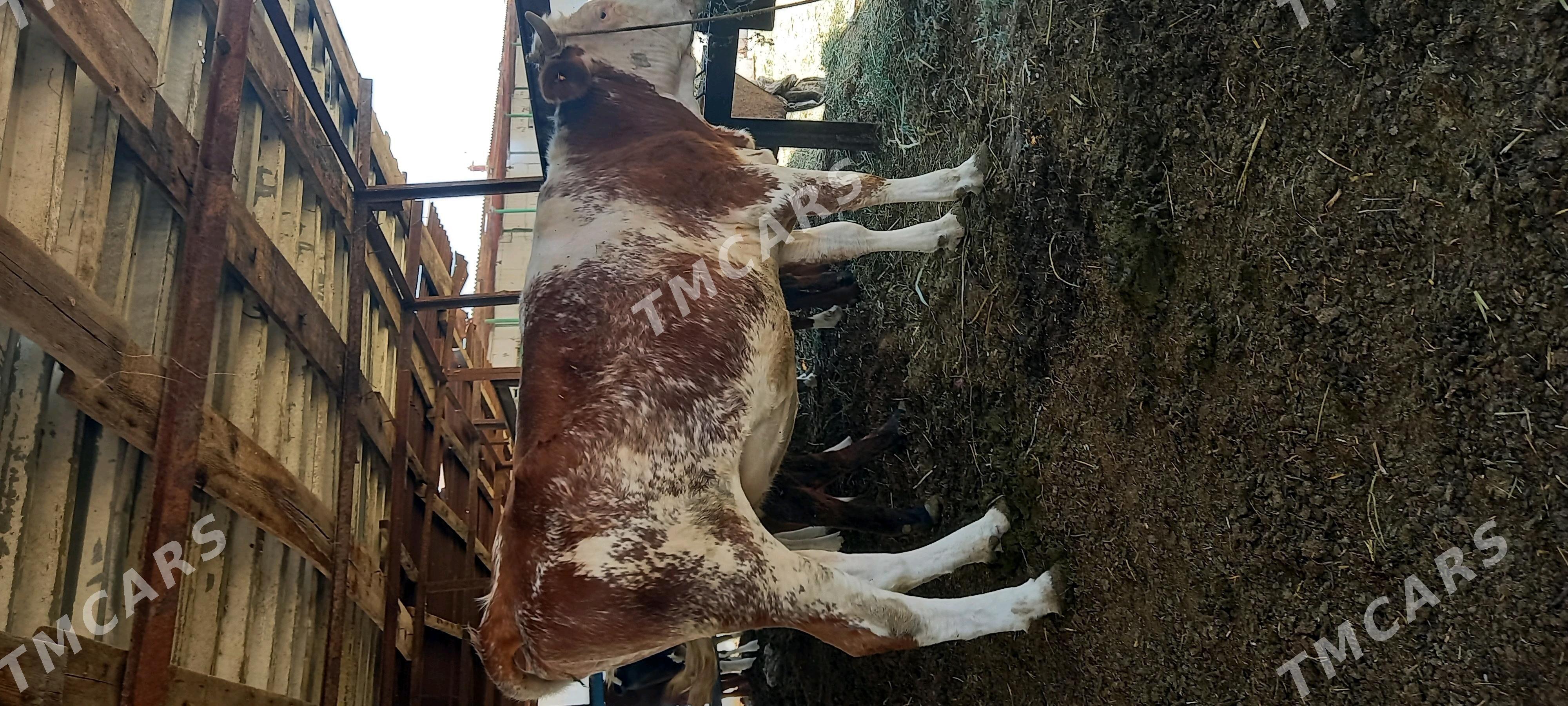 Ala öküzler, unajynlar - Türkmenabat - img 10