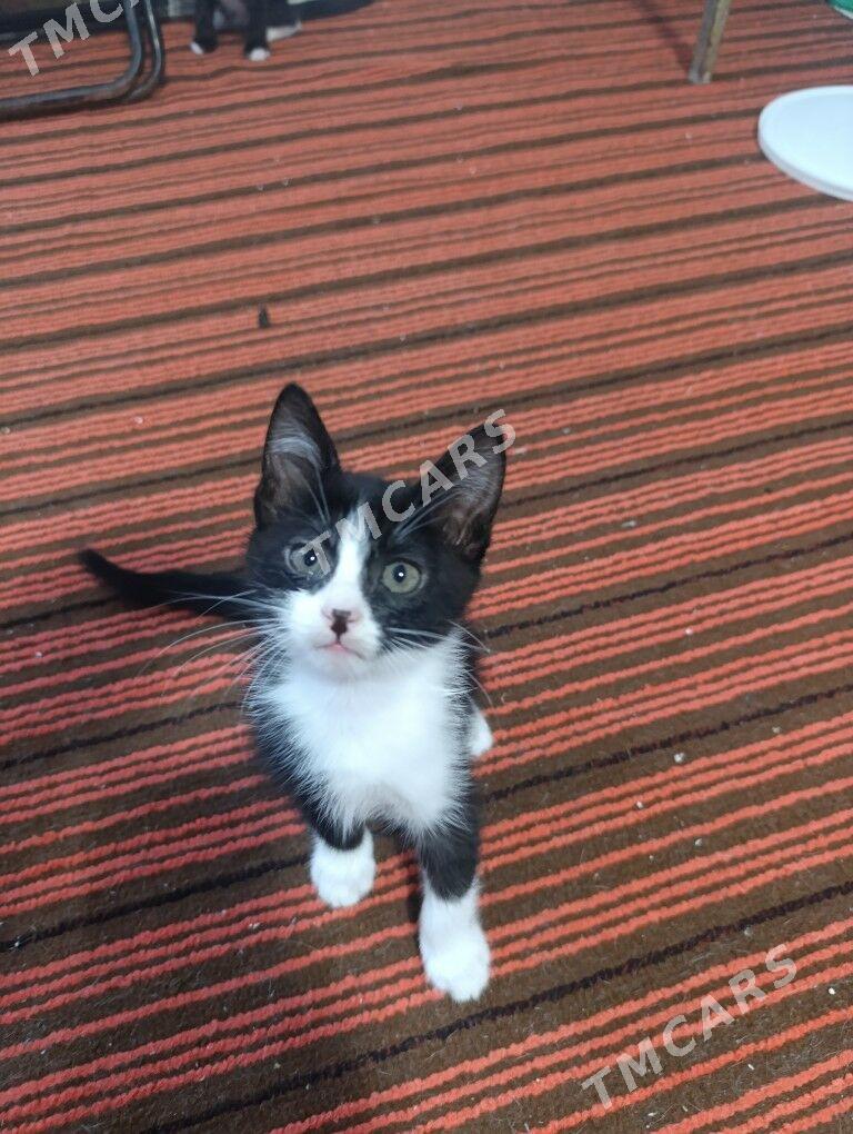 pishik - Daşoguz - img 2