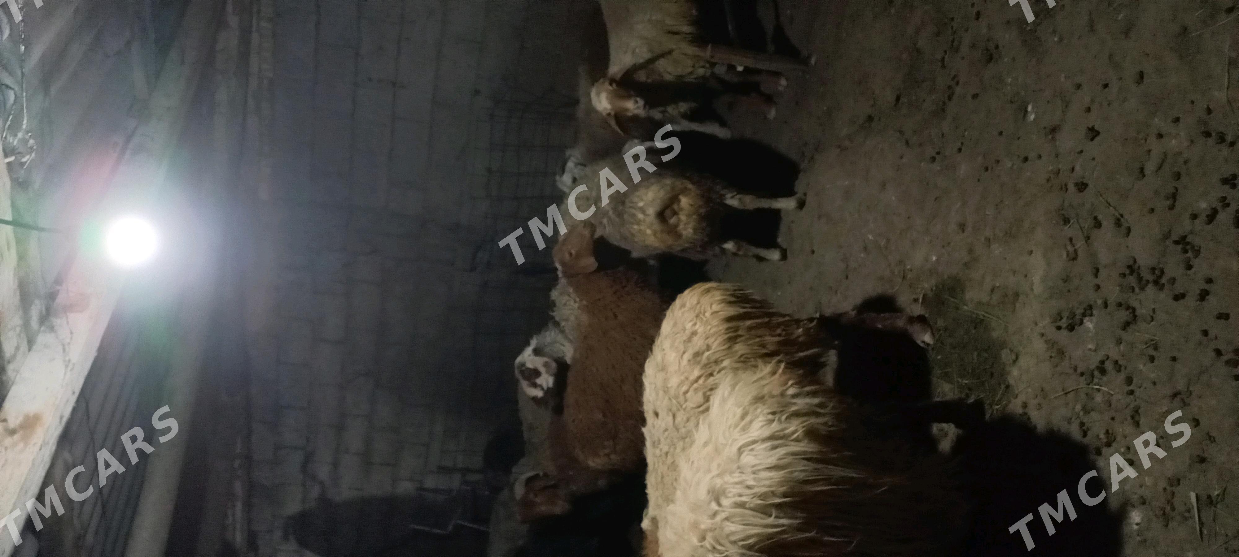 goyun goc erkec geci tokly - Ашхабад - img 2