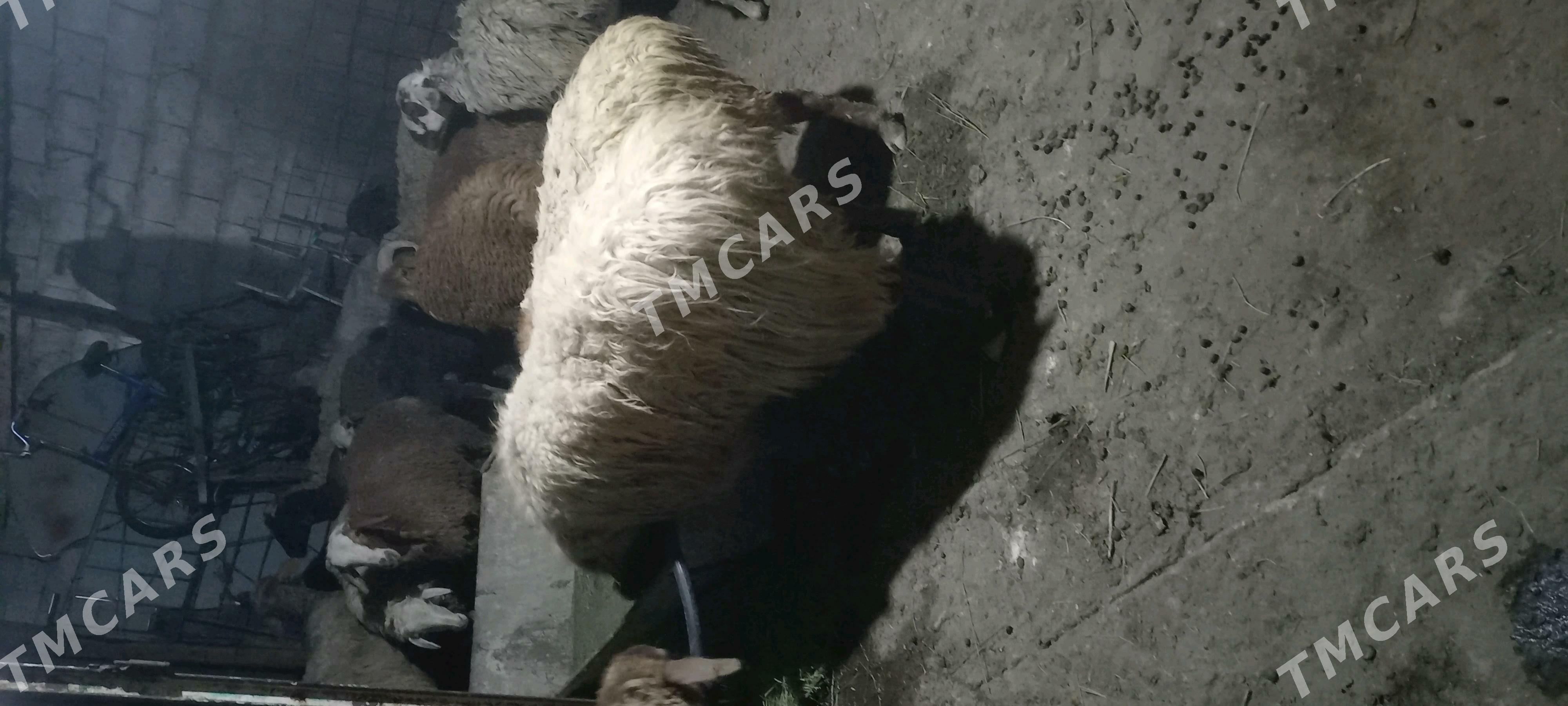 goyun goc erkec geci tokly - Ашхабад - img 6