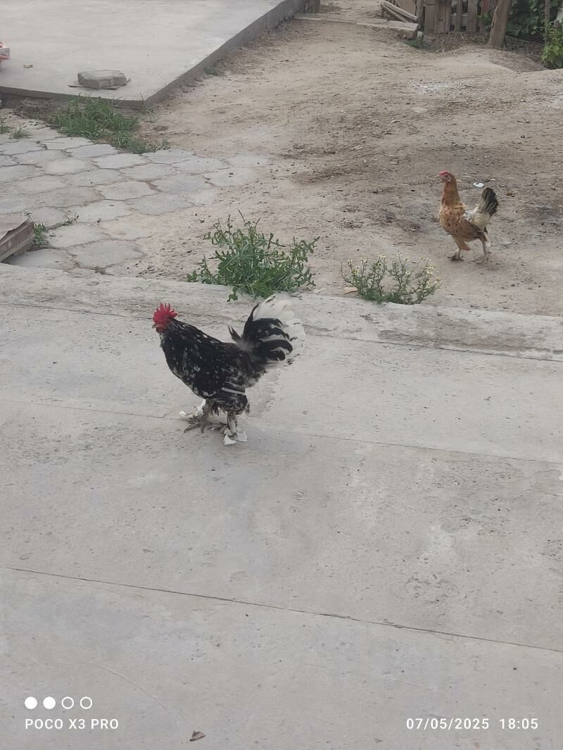 horaz - Türkmenabat - img 2