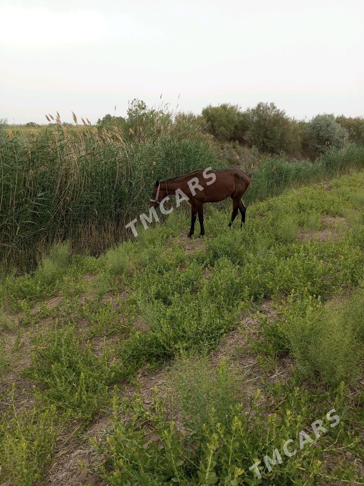 At - Akdepe - img 3