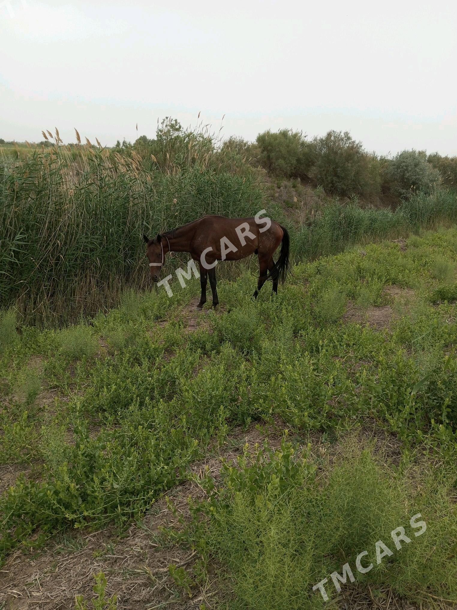 At - Akdepe - img 2