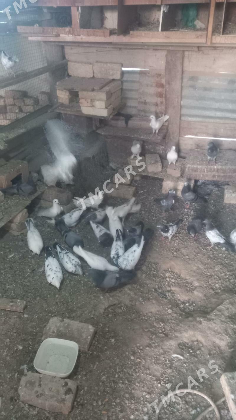 guşlar - Mary - img 2