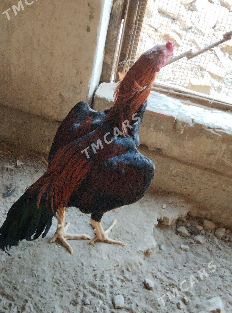 Horaz - Sakar - img 2