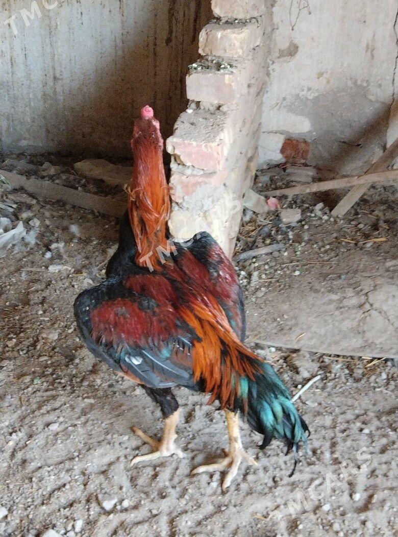 Horaz - Sakar - img 5