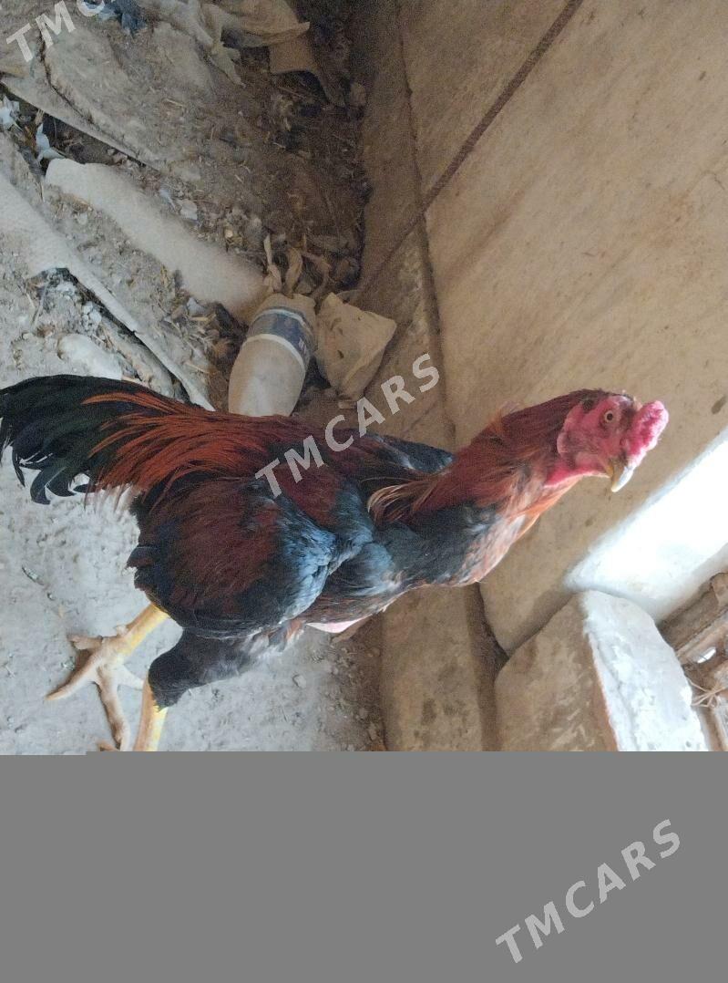 Horaz - Sakar - img 10