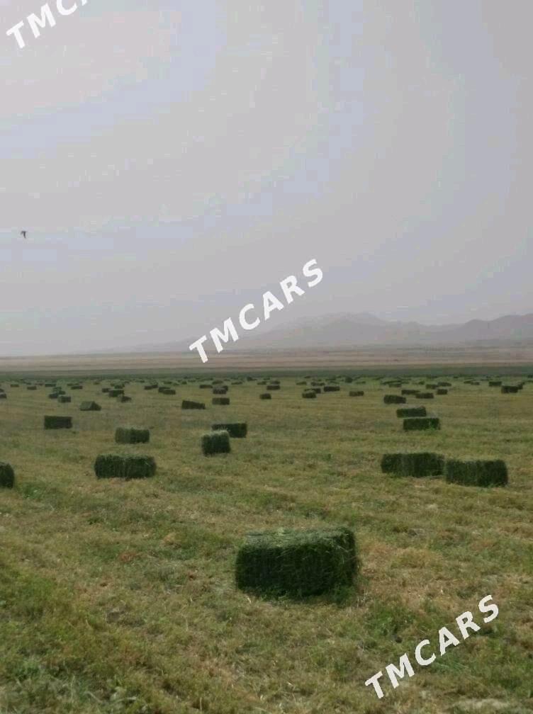 Yorunja bede - Aşgabat - img 2
