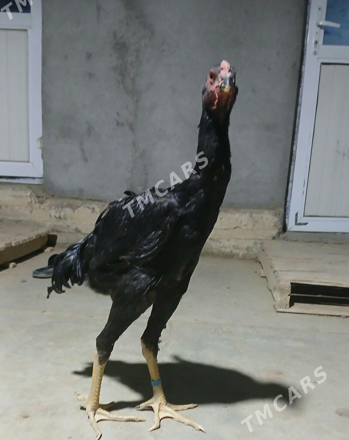 Kareý horaz - Änew - img 2