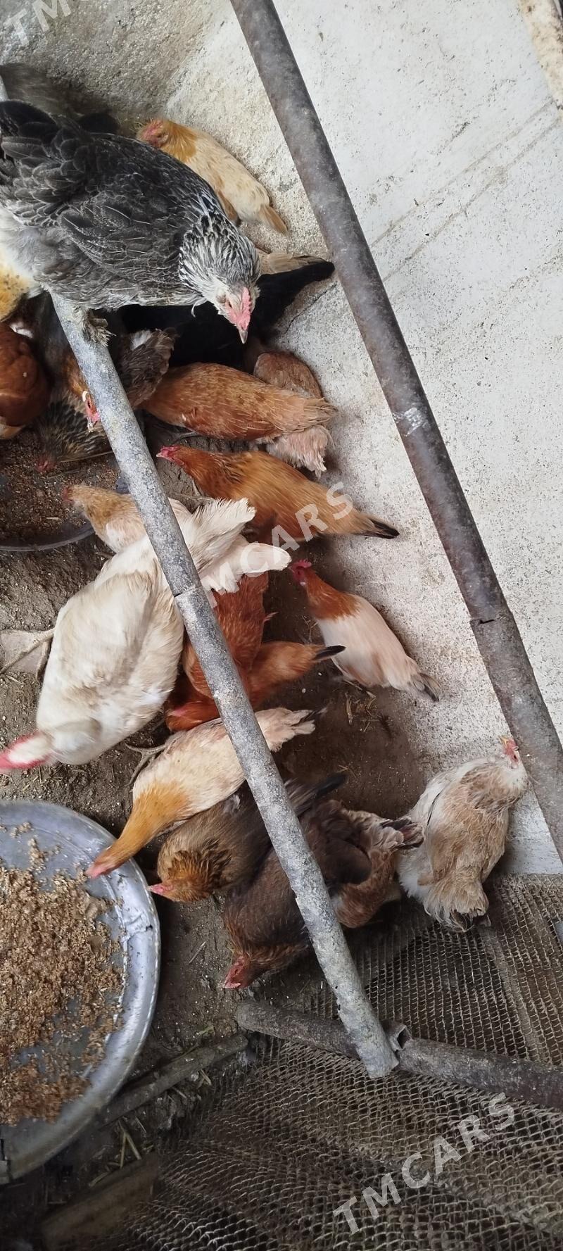 Towuklar - Gyzylarbat - img 2