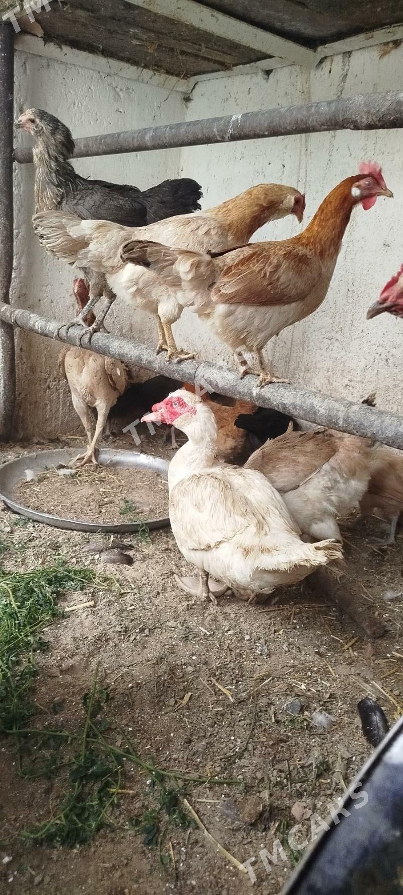 towuklar - Gyzylarbat - img 3